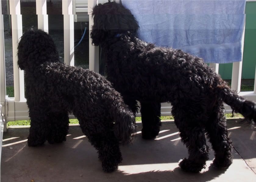Advice Re Standard Poodle X Cocker Spaniel I Love My Cockapoo Forums